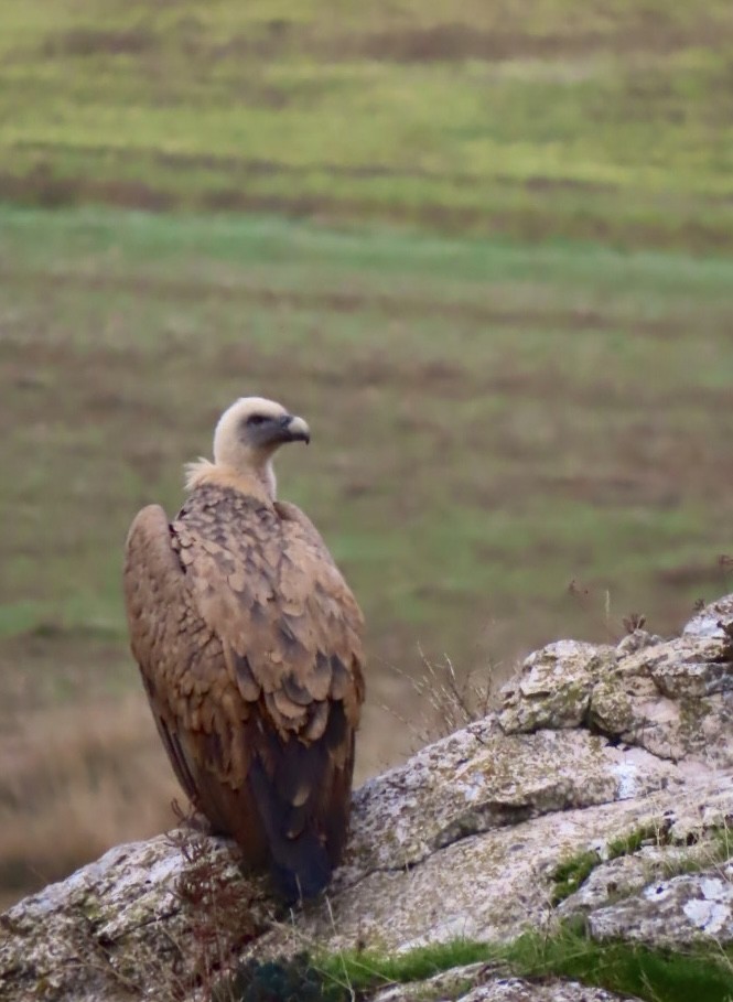 Белоголовый сип - ML645561579