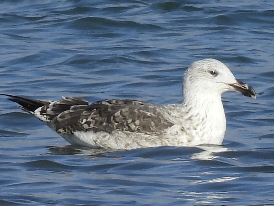 Gavión Atlántico - ML645561586