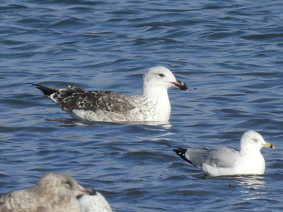 Gavión Atlántico - ML645561587