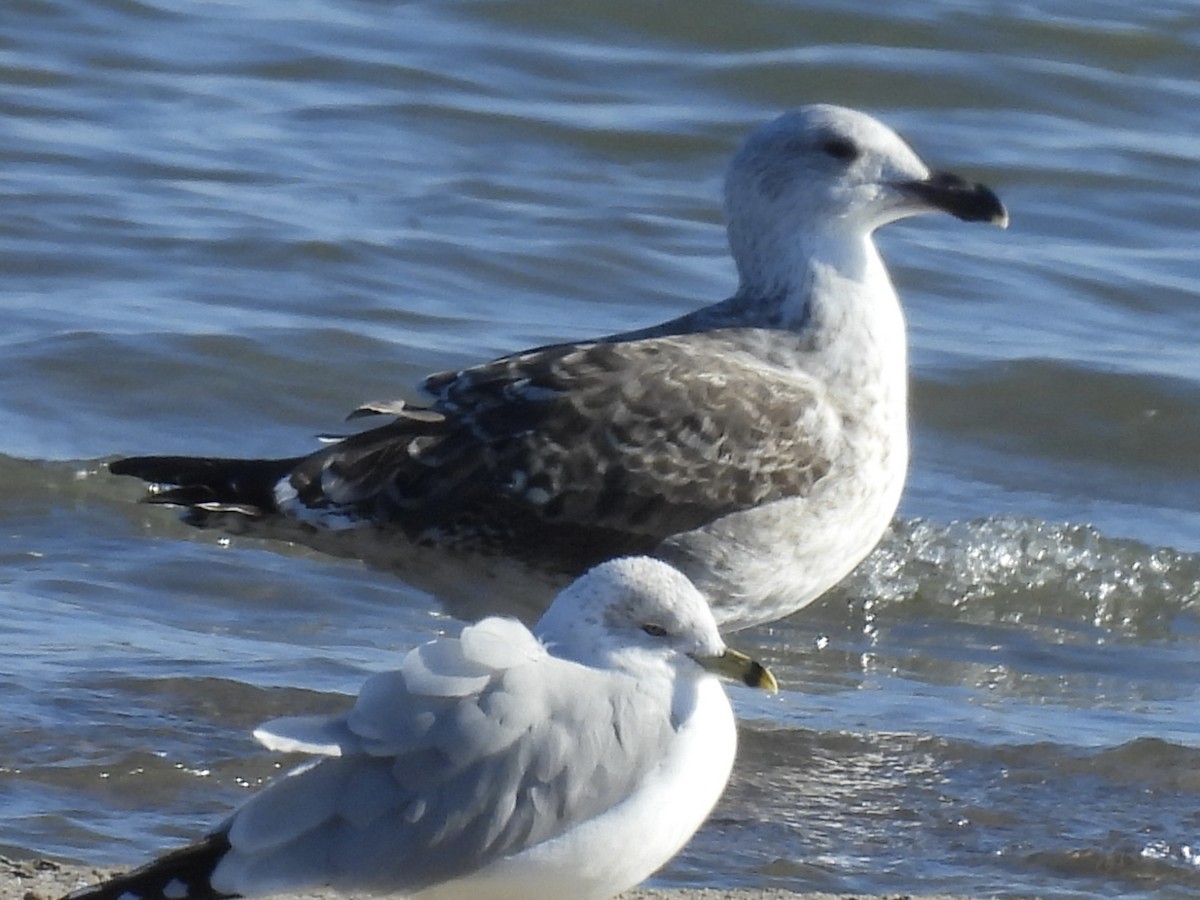 Gavión Atlántico - ML645561588