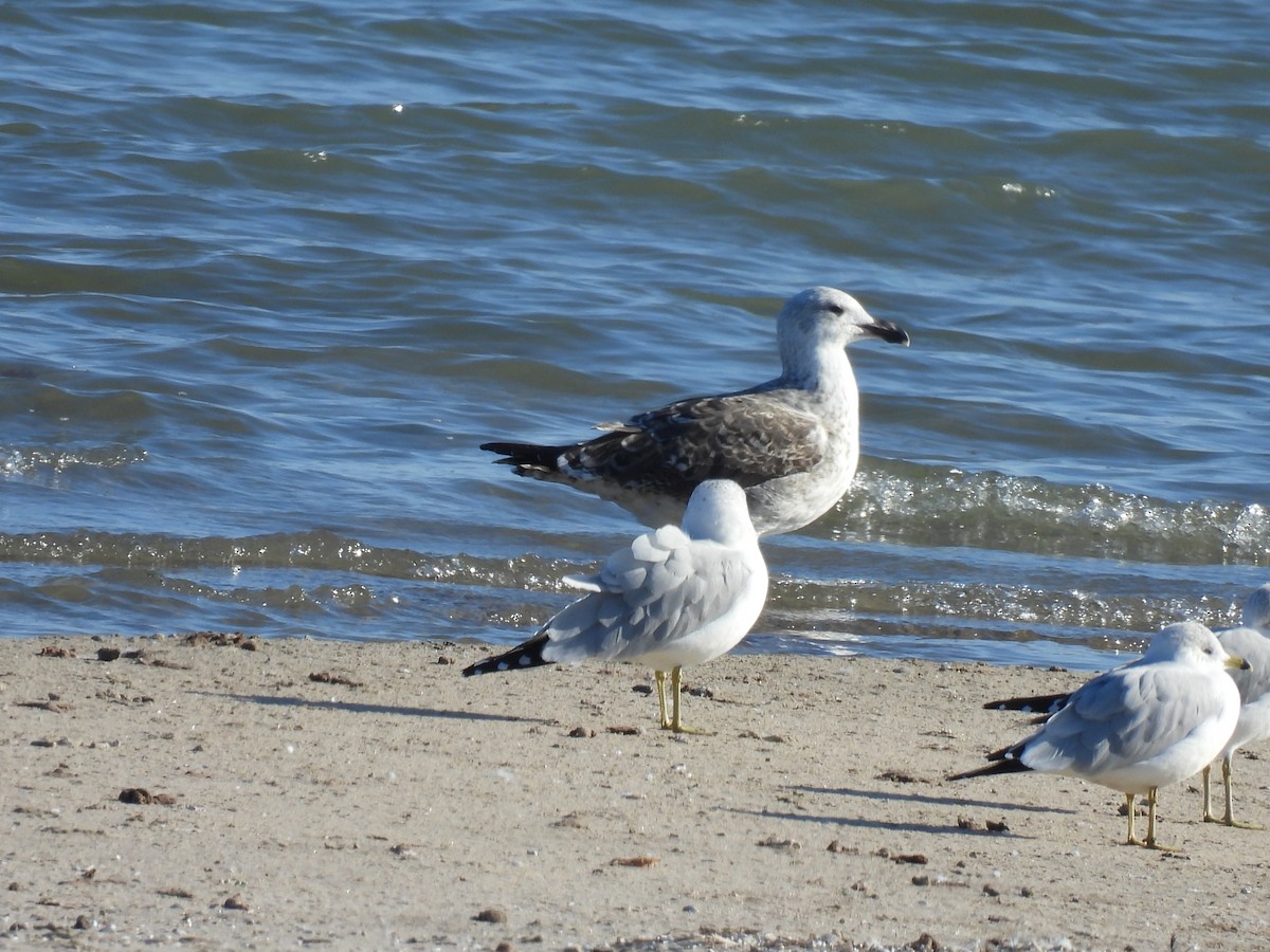 Gavión Atlántico - ML645561591