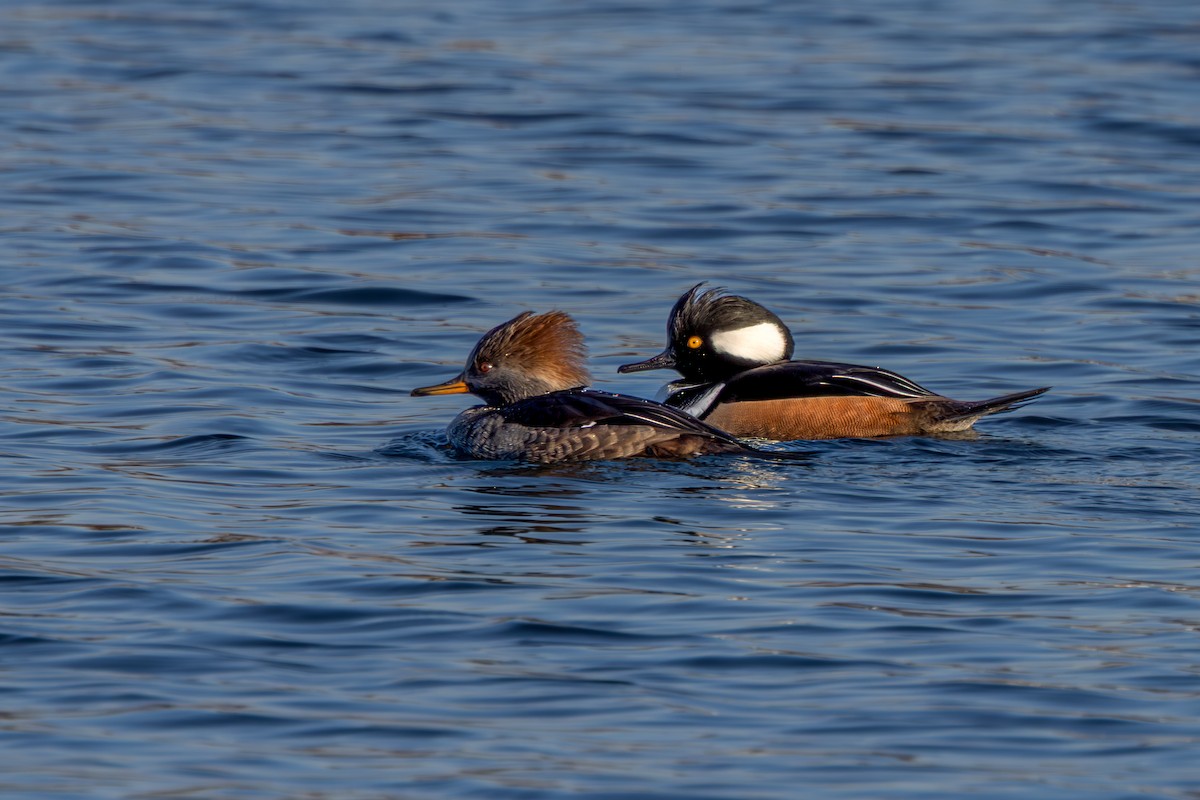 Hooded Merganser - ML645561594