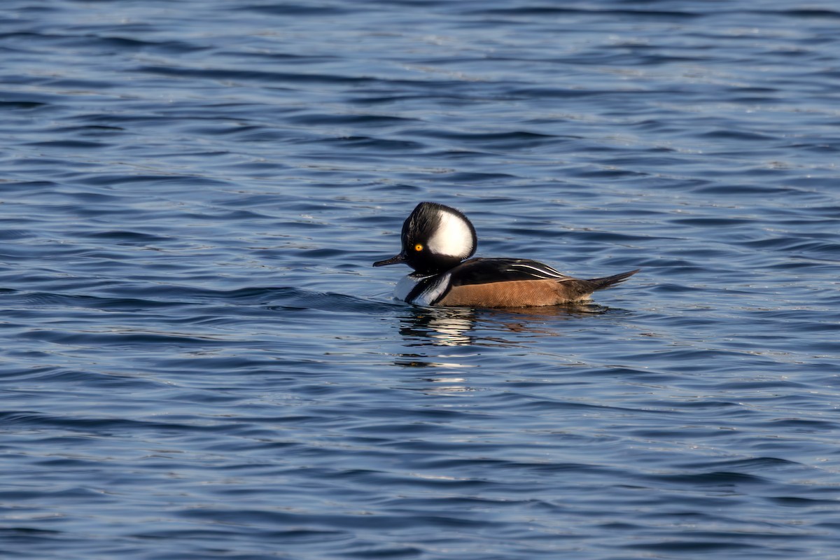 Hooded Merganser - ML645561595