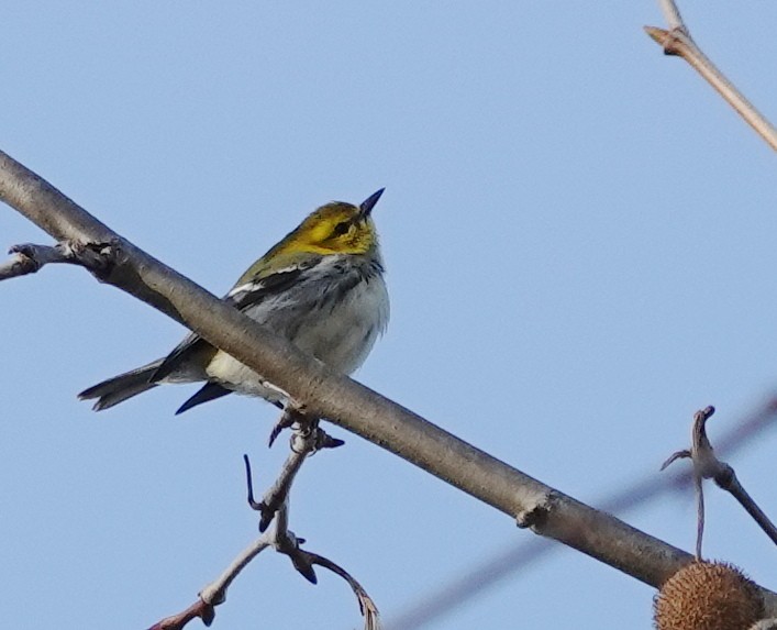 Black-throated Green Warbler - ML645561597