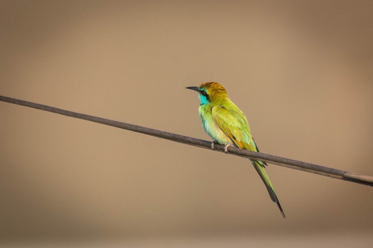 Erle-txori berde arabiarra - ML645561599