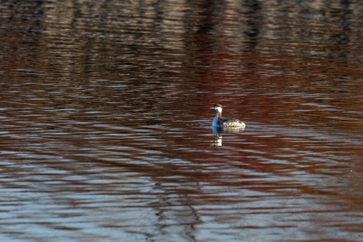 Ухаа шунгуур - ML645561614