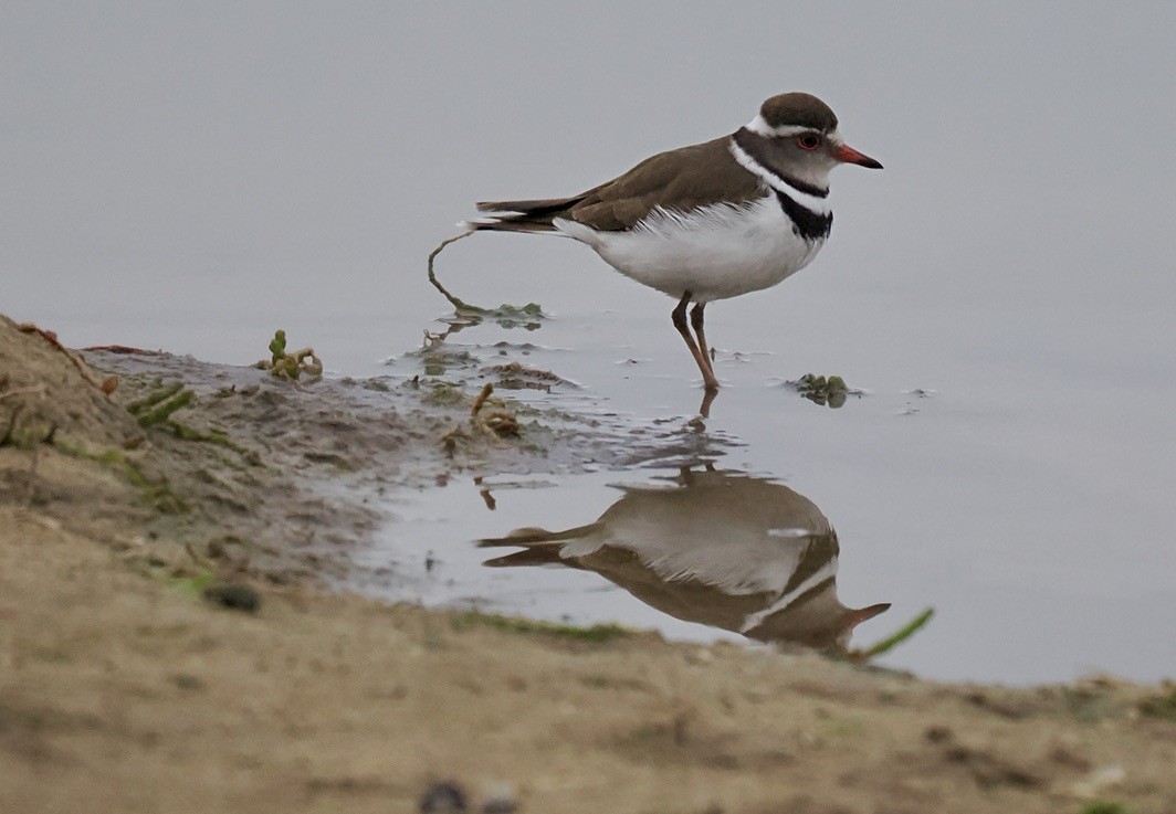 Chorlitejo Tricollar - ML645561623