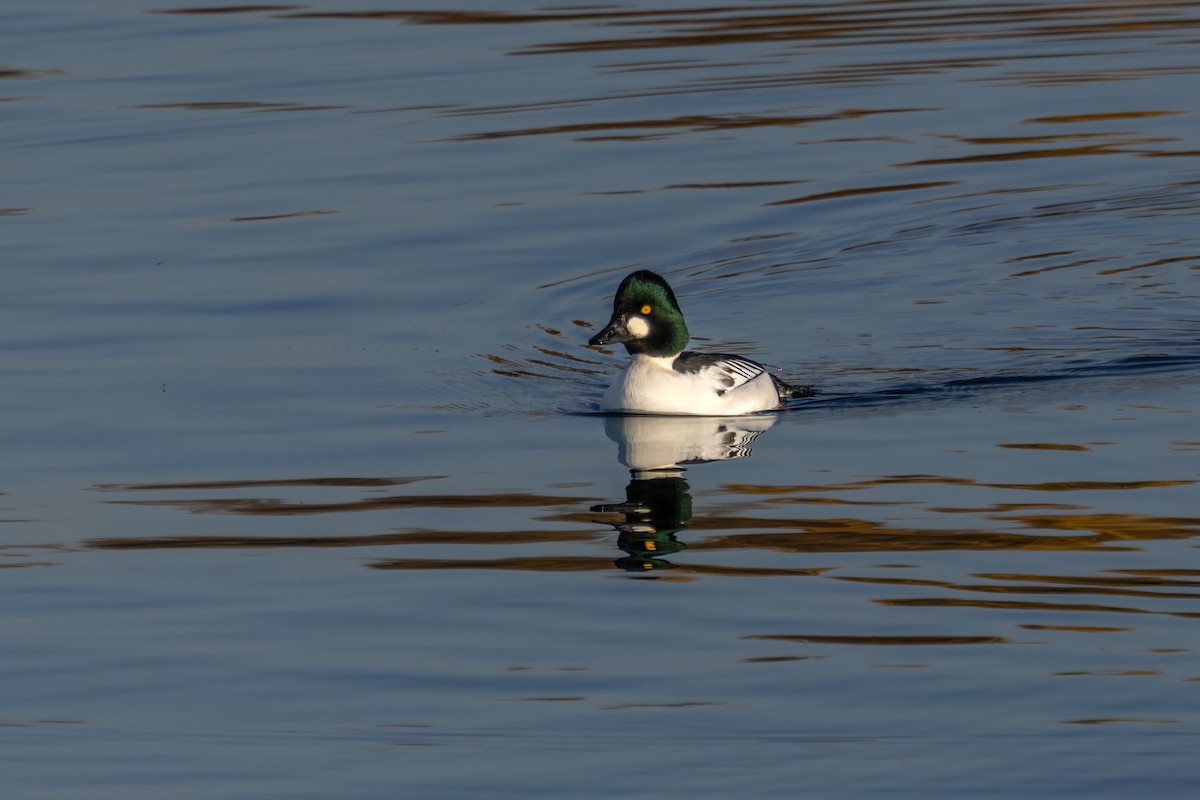 Алаг шунгаач - ML645561636