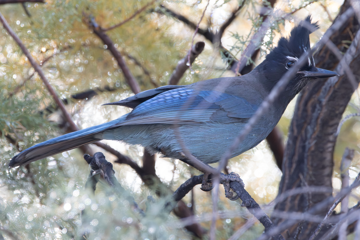 Steller's Jay - ML645561645