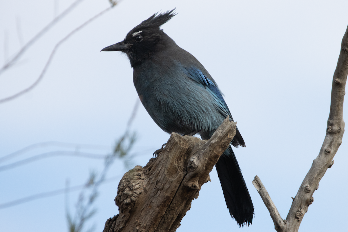Steller's Jay - ML645561646