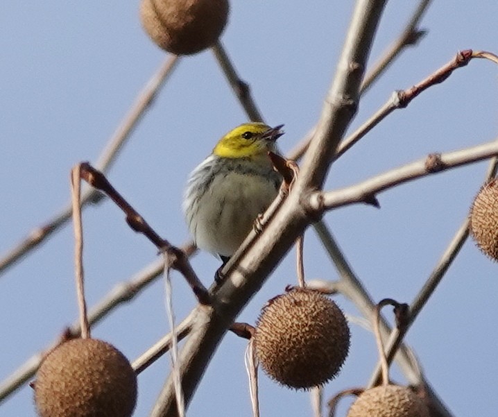 Black-throated Green Warbler - ML645561652