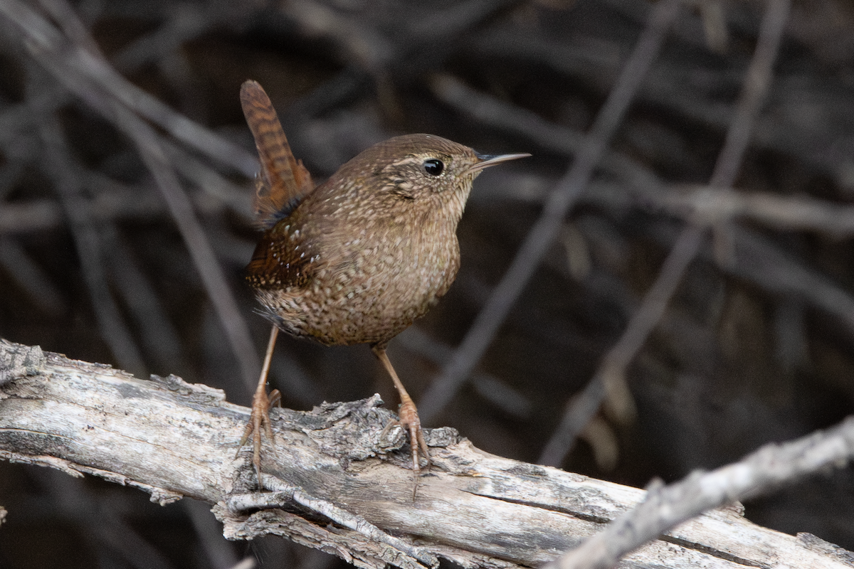 Winter Wren - ML645561659