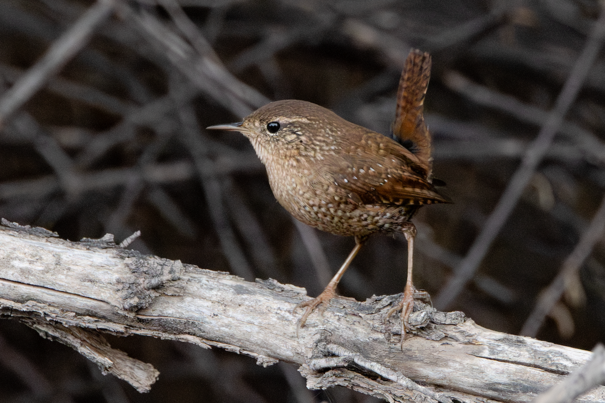 Winter Wren - ML645561660