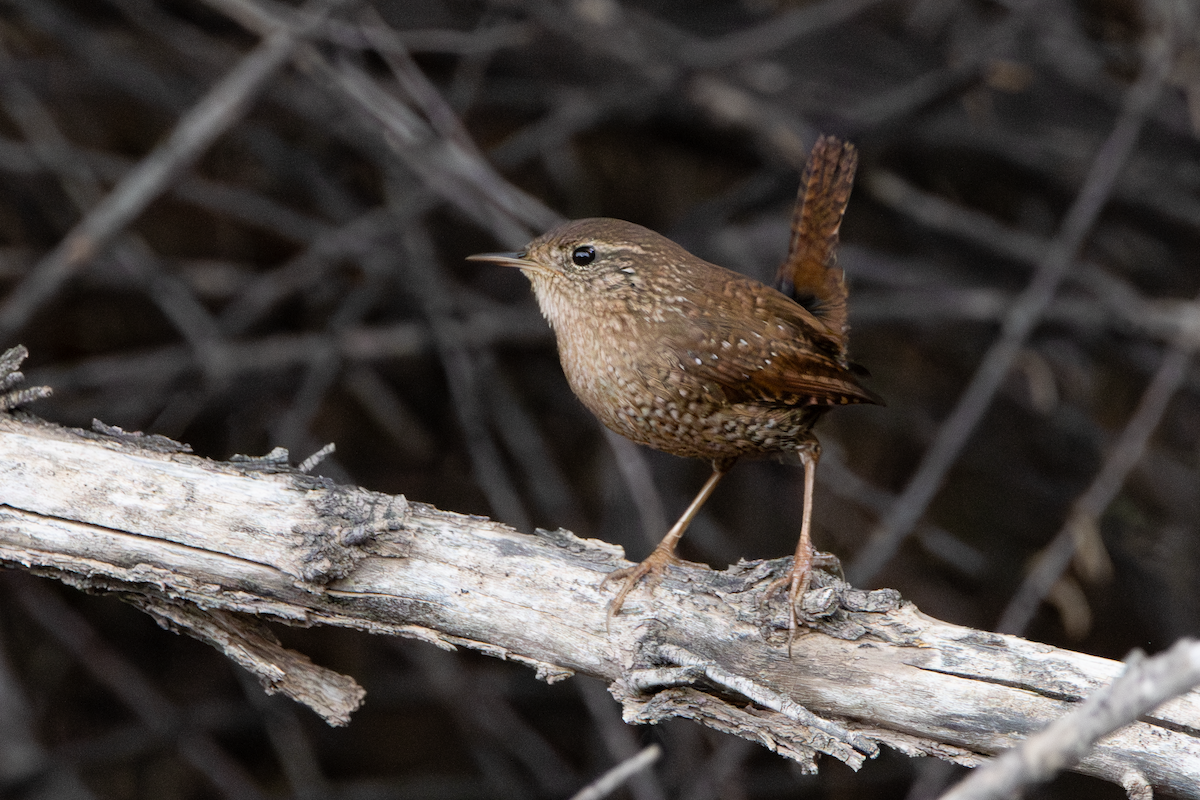 Winter Wren - ML645561661