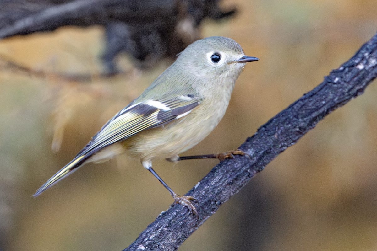 Ruby-crowned Kinglet - ML645561670