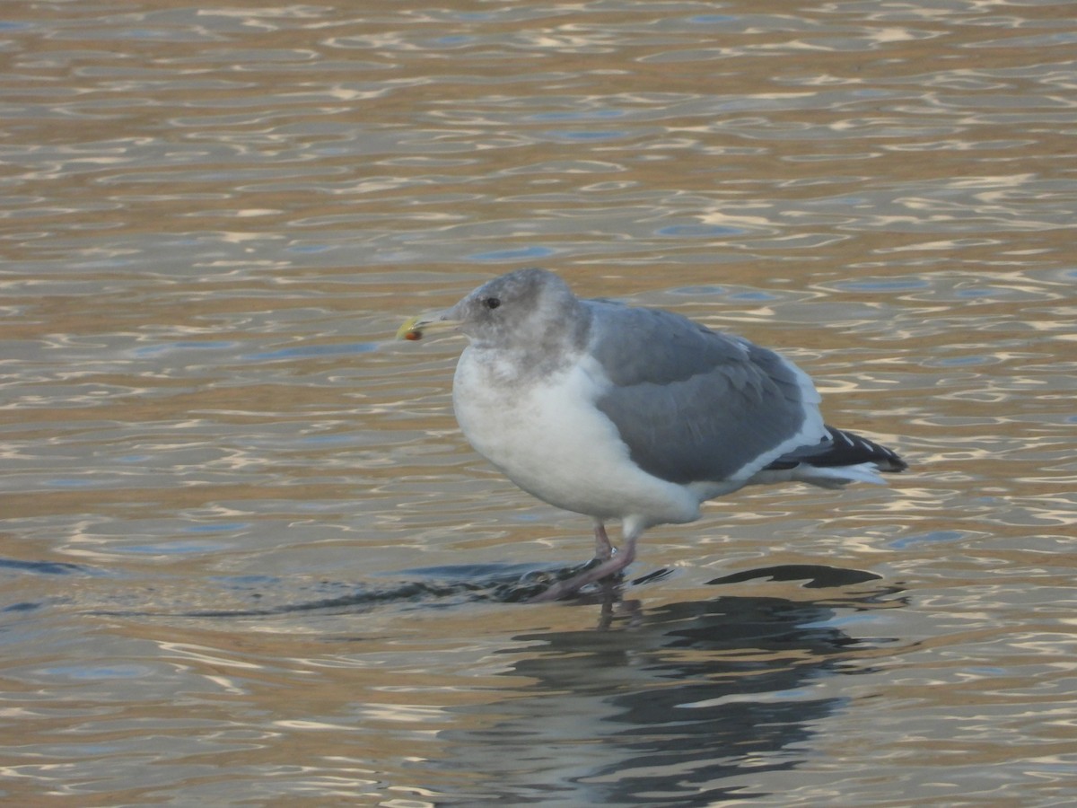 Larinae sp. - ML645561674