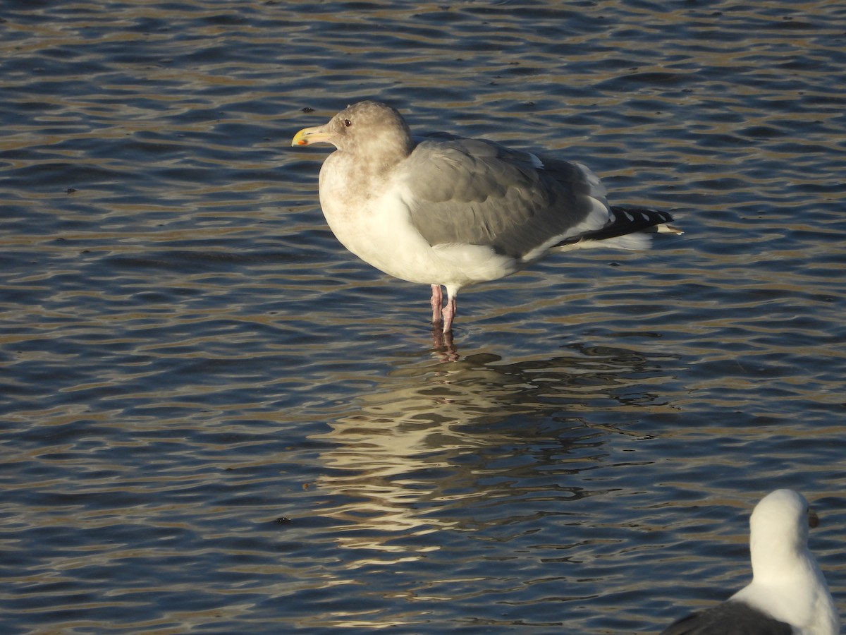 Larinae sp. - ML645561675