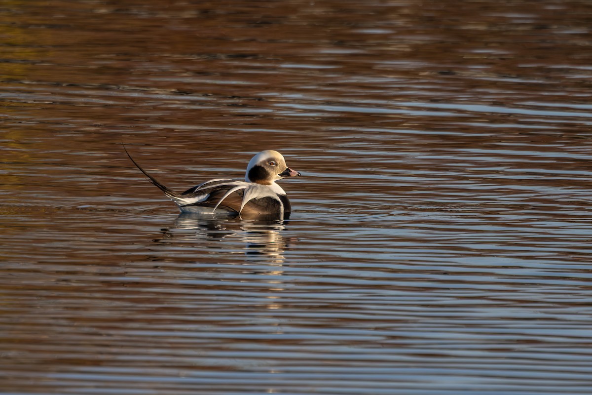 Мөнгөлөг шунгаахай - ML645561679