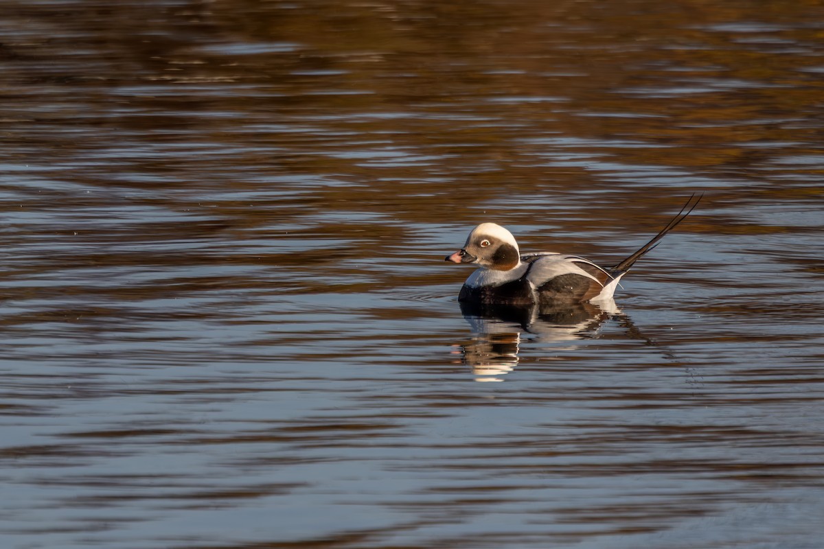 Мөнгөлөг шунгаахай - ML645561680