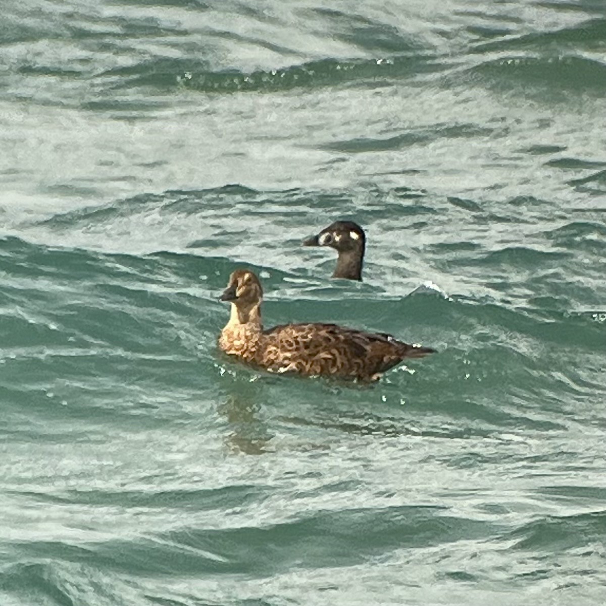 Éider Real - ML645561688