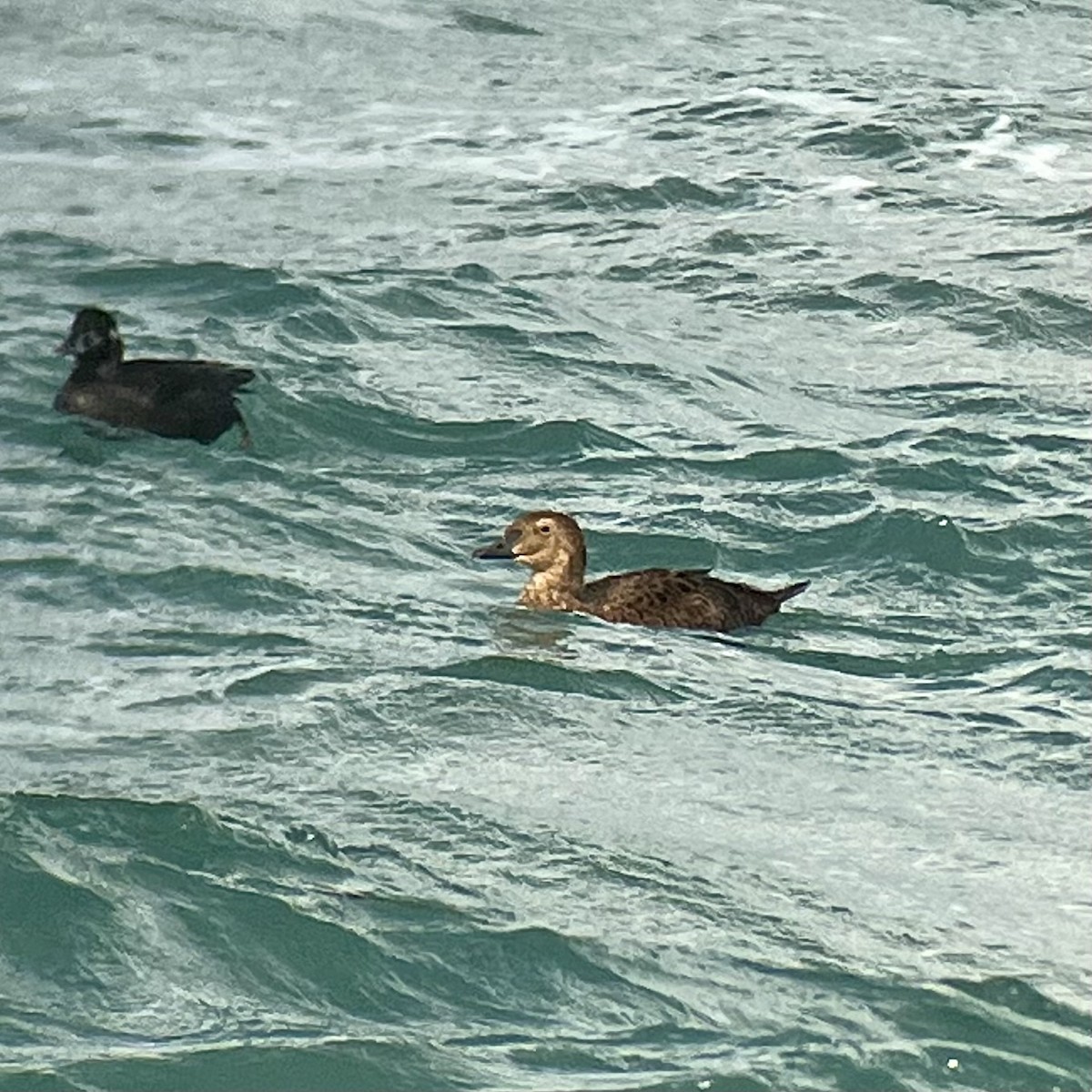 Éider Real - ML645561689