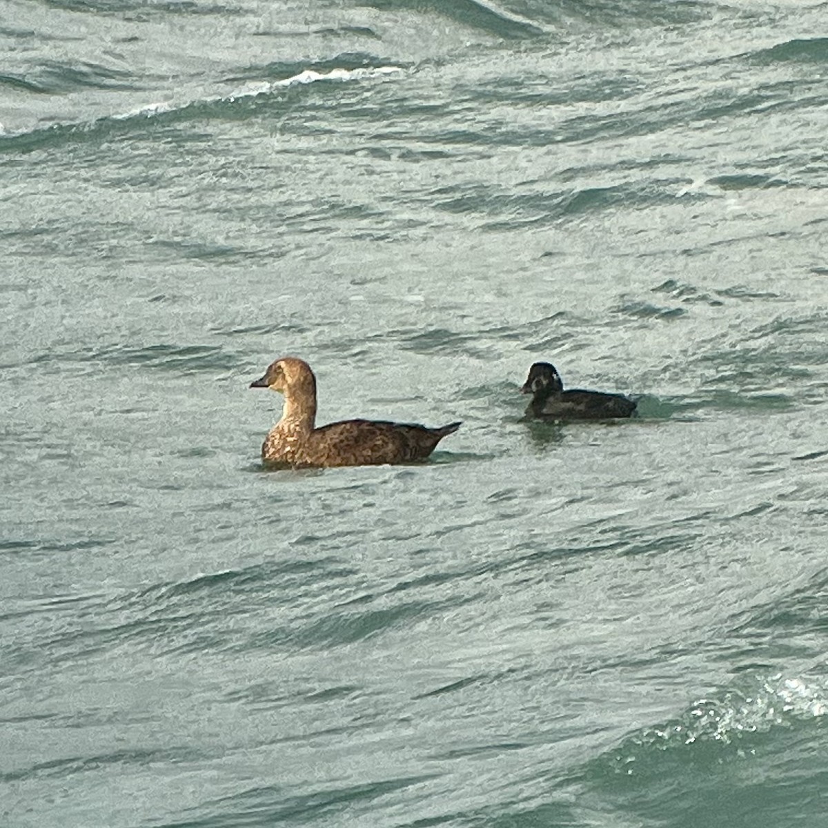 Éider Real - ML645561690