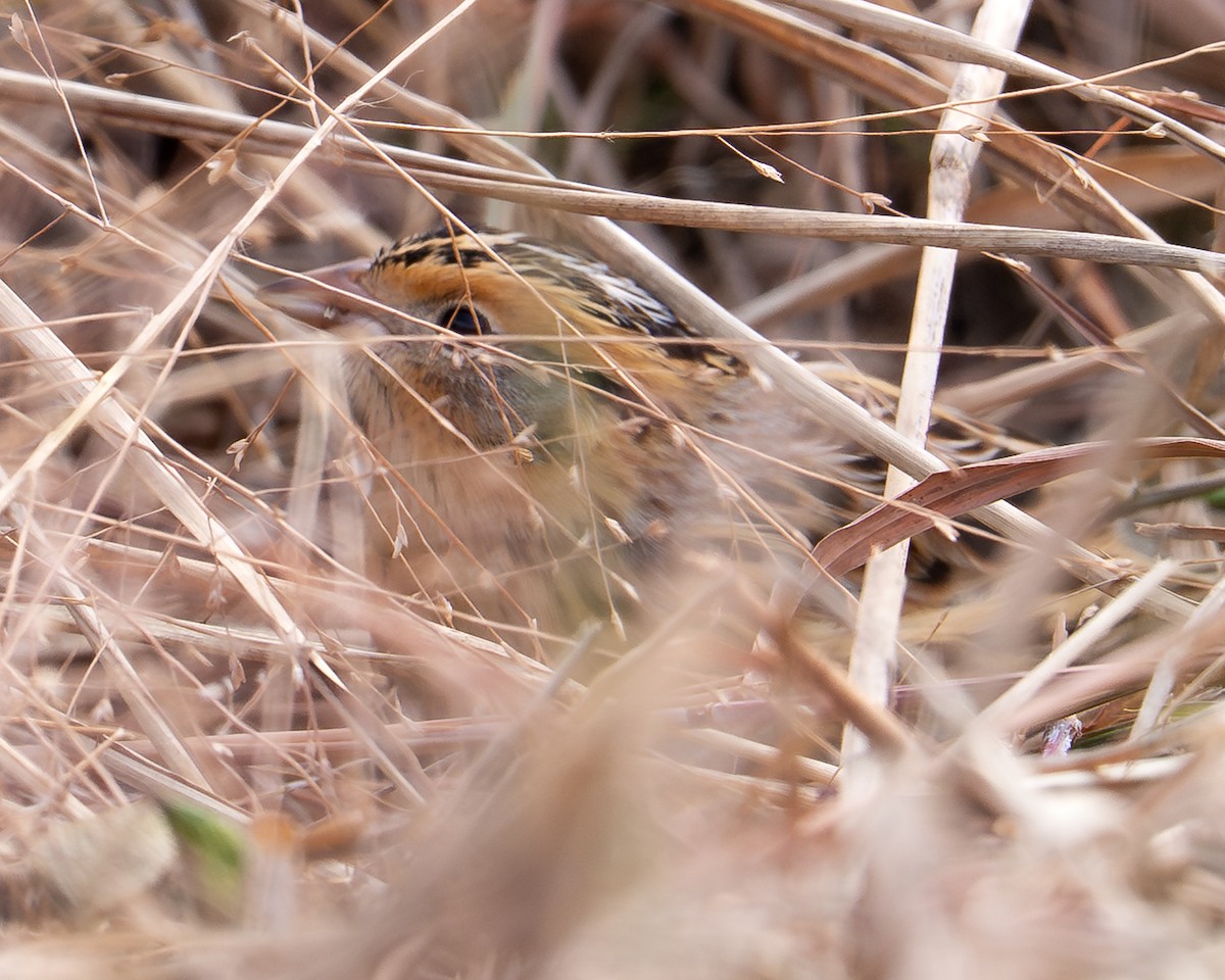 シロスジヒメドリ - ML645561703