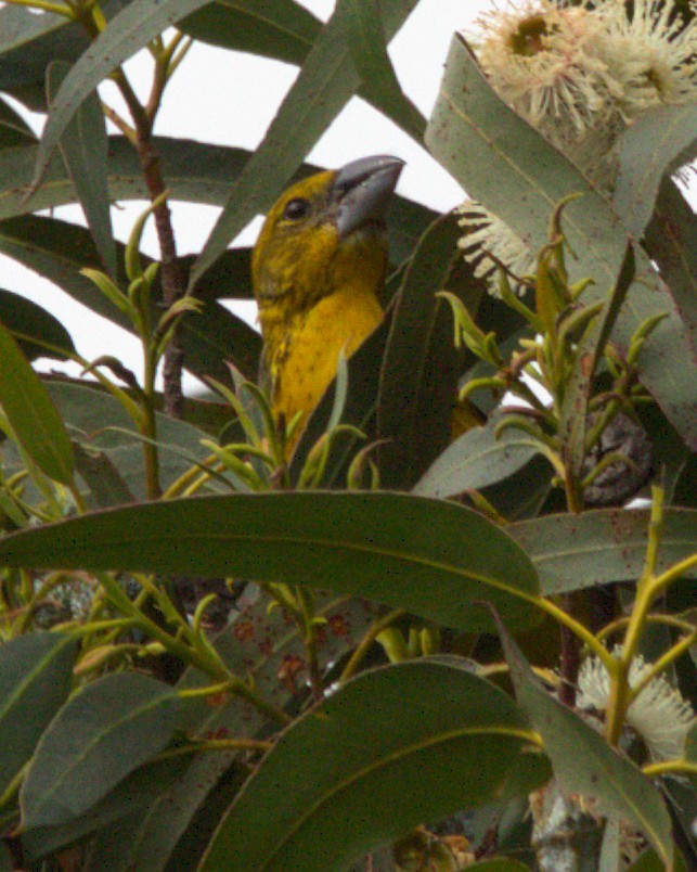 Golden Grosbeak - ML645561704