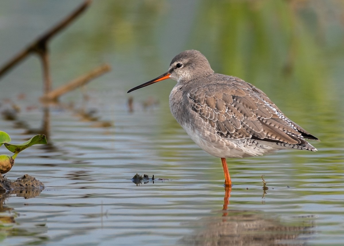 Spotted Redshank - ML645561725