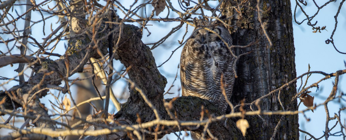 Great Horned Owl - ML645561729