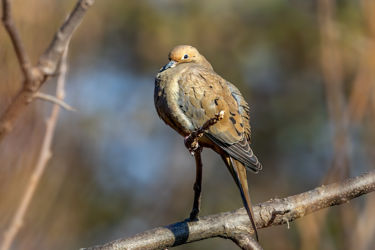 Mourning Dove - ML645561731