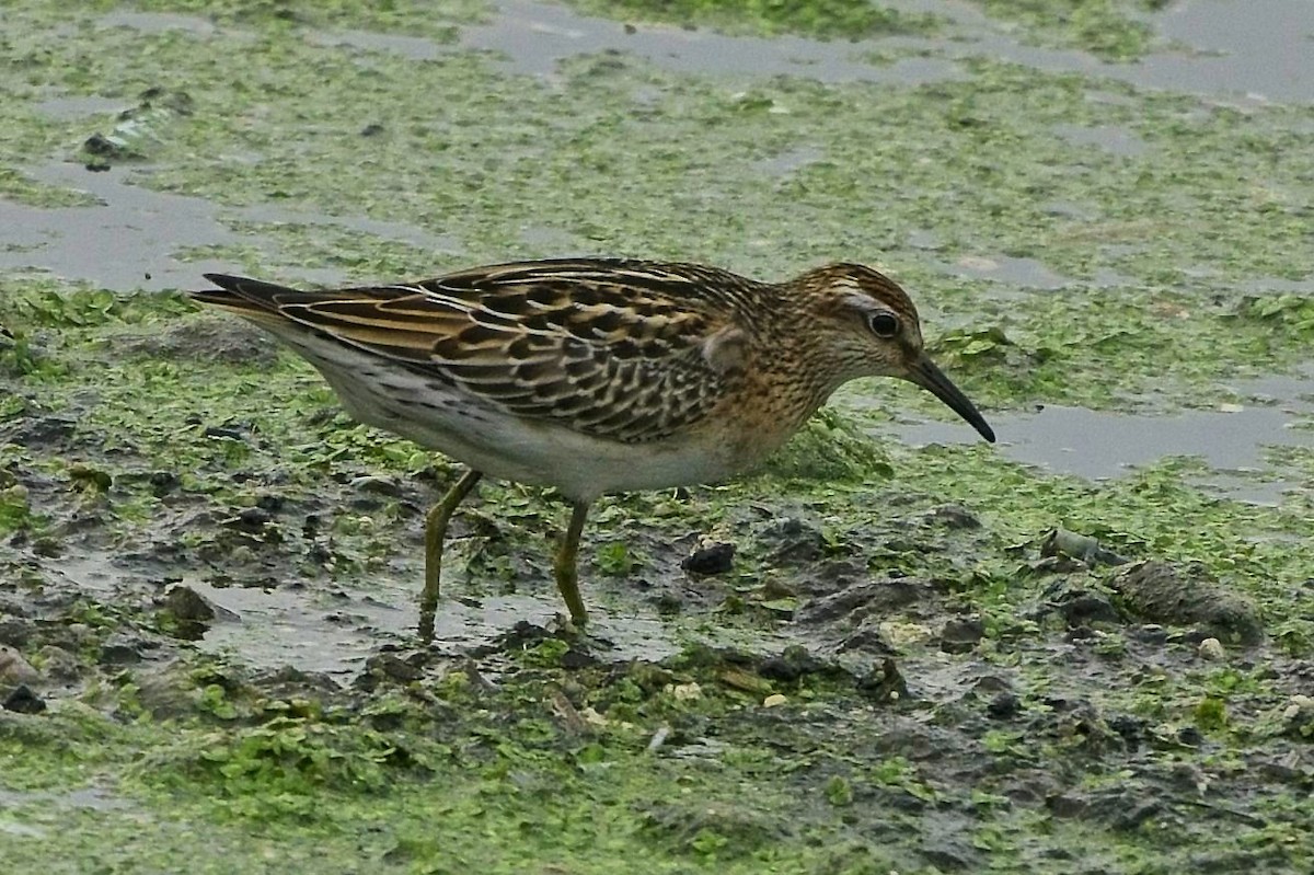 Sharp-tailed Sandpiper - ML645561738