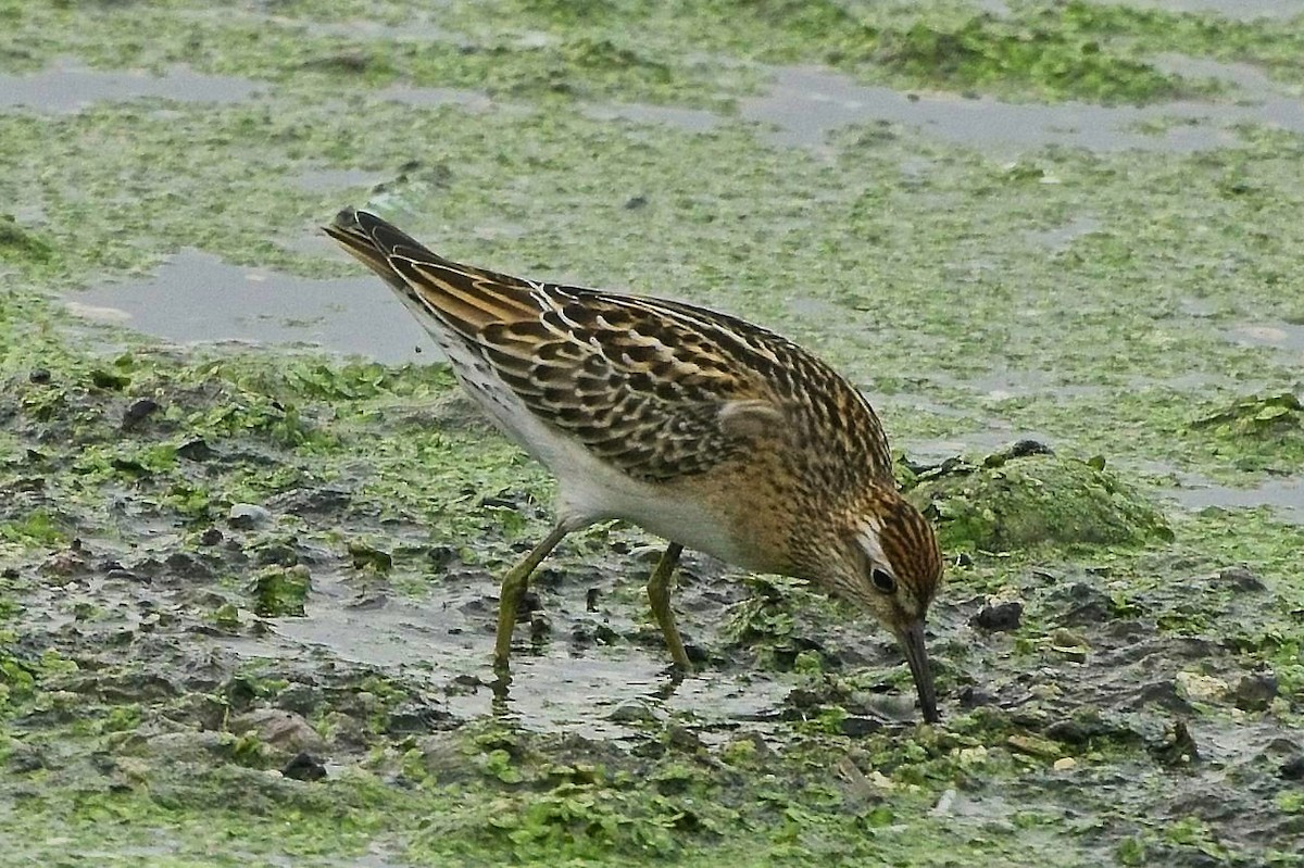 Sharp-tailed Sandpiper - ML645561739