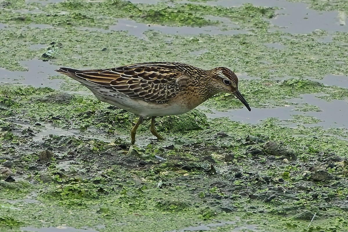 Sharp-tailed Sandpiper - ML645561740