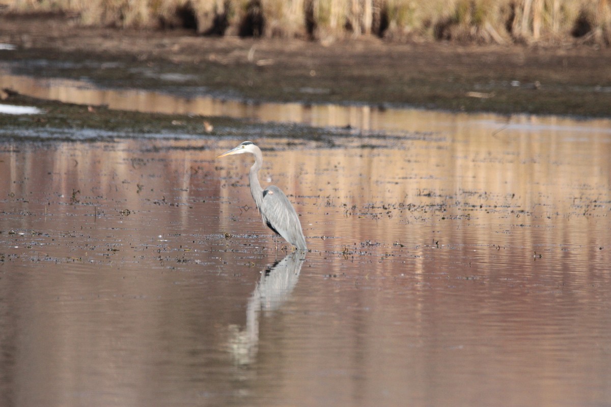 Great Blue Heron - ML645561743