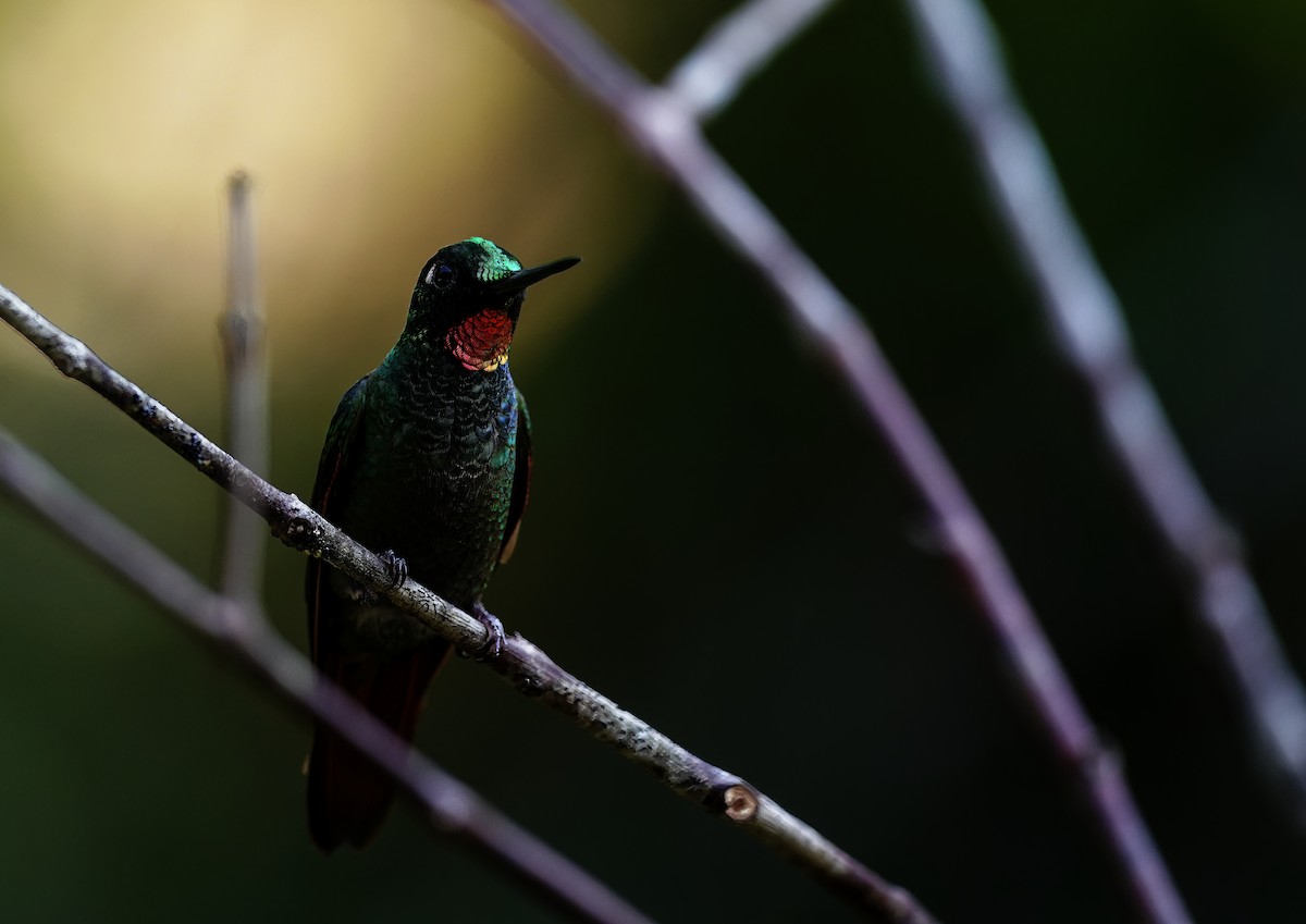 Brazilian Ruby - ML645561744