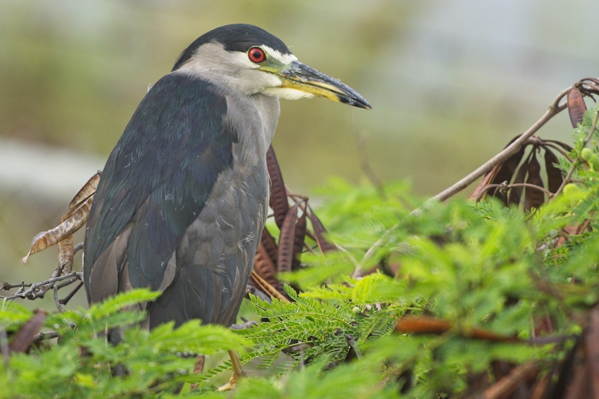 Black-crowned Night Heron - ML645561755