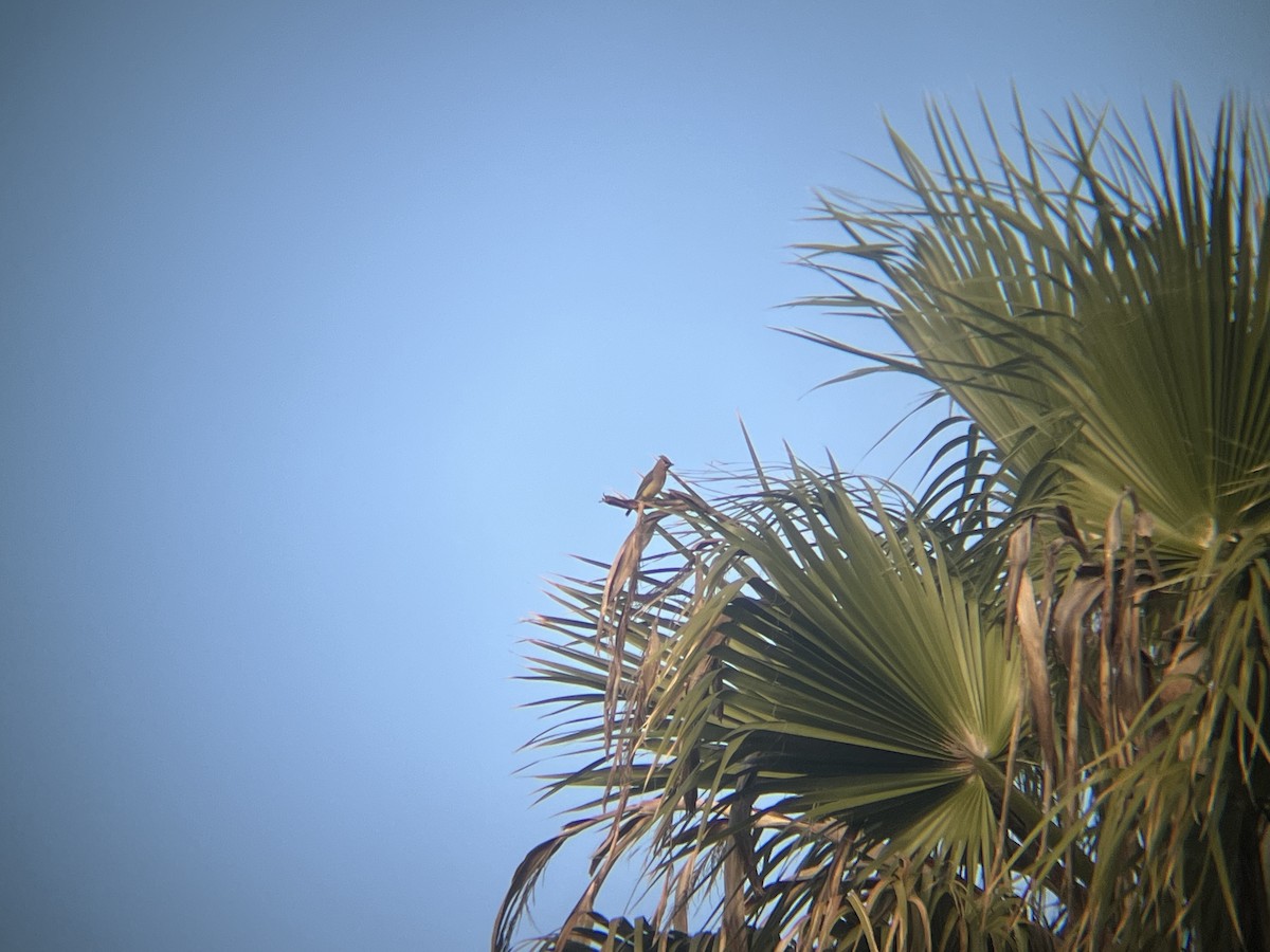 Cedar Waxwing - ML645561757