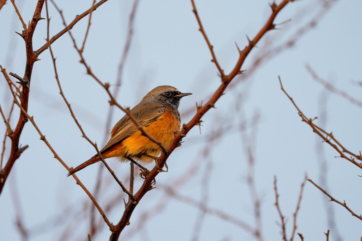 Black Redstart - ML645561763