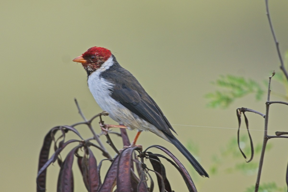 Yellow-billed Cardinal - ML645561768