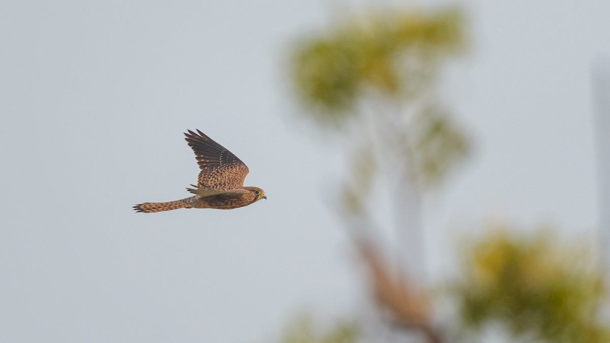 Eurasian Kestrel - ML645561775