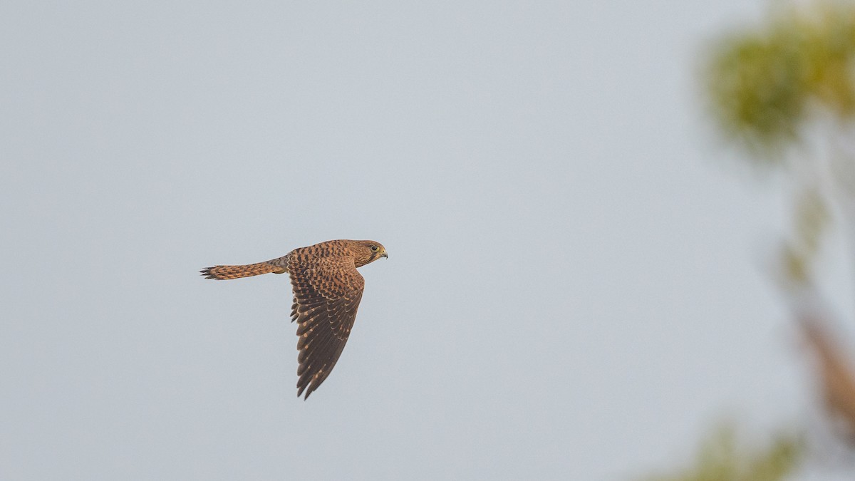 Eurasian Kestrel - ML645561776