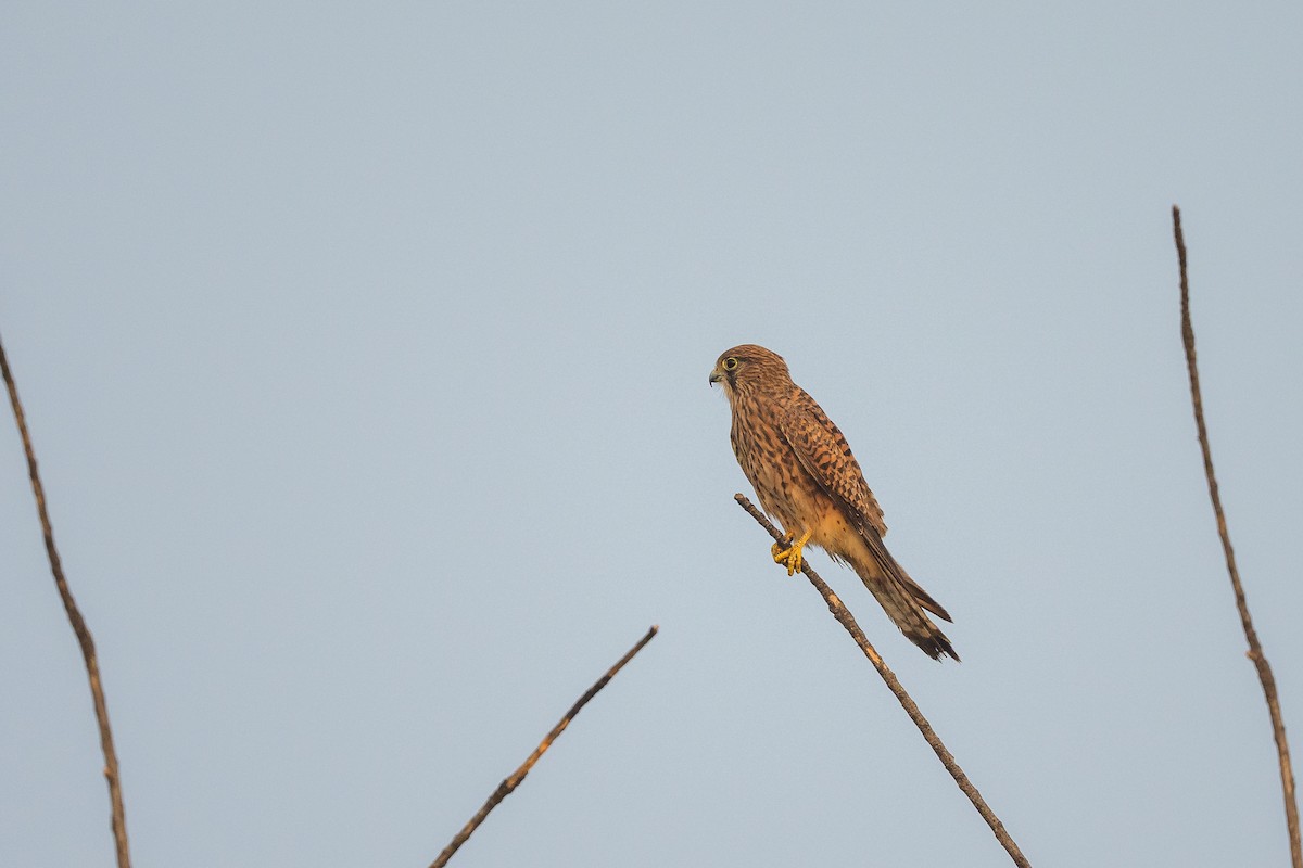 Eurasian Kestrel - ML645561777