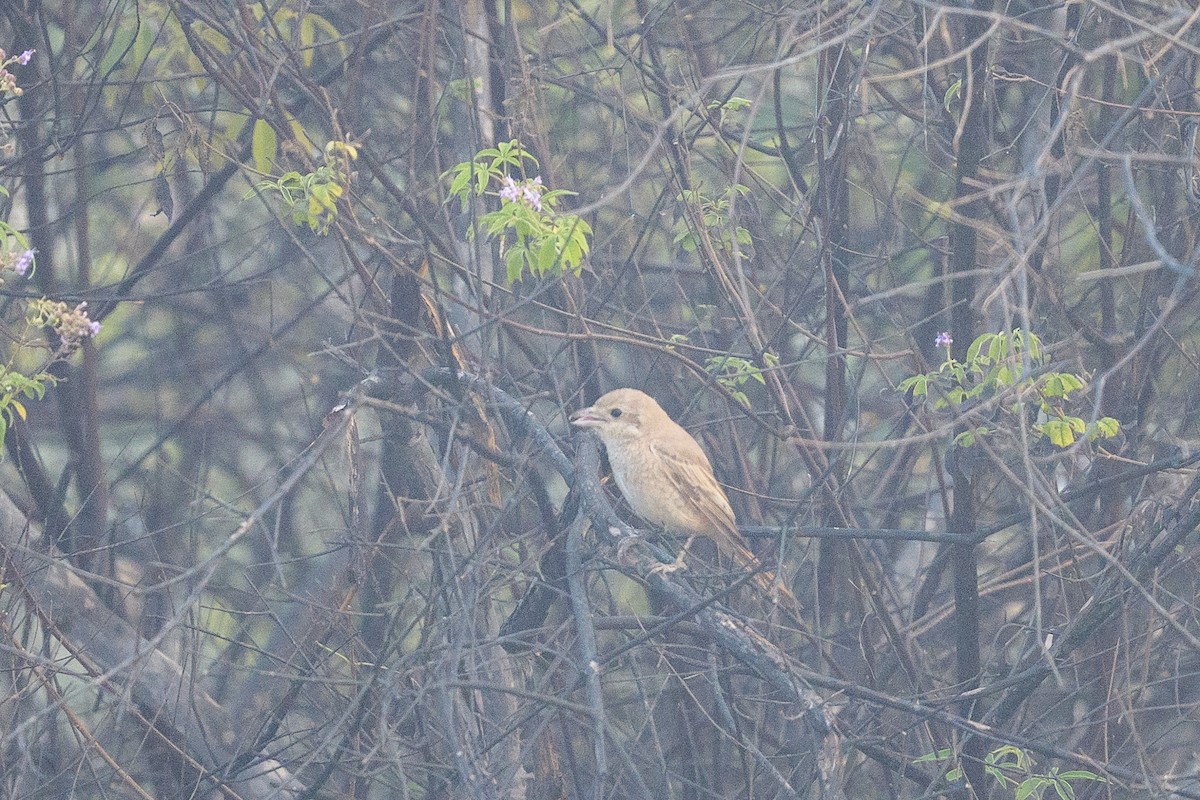 Isabelline Shrike - ML645561785
