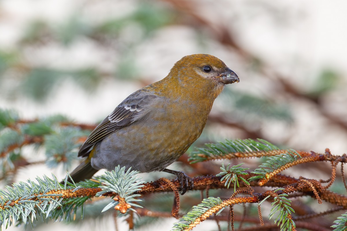 Hakengimpel - ML645561788