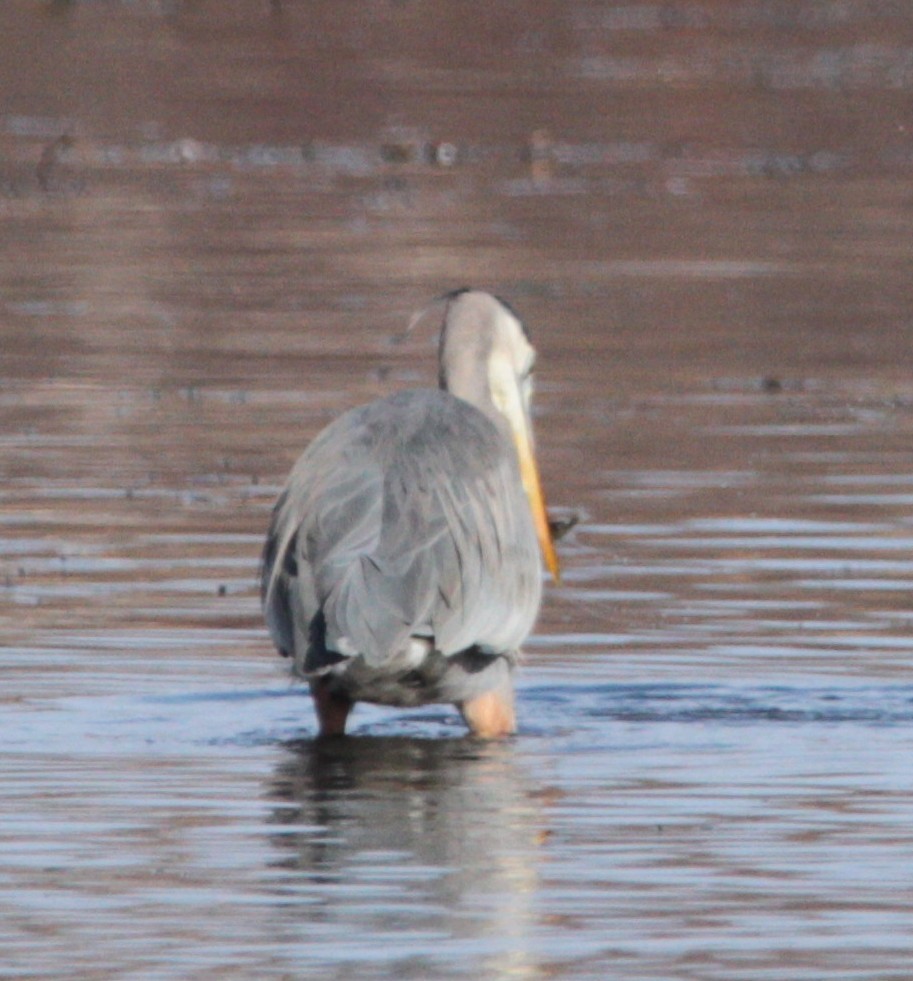 Great Blue Heron - ML645561792