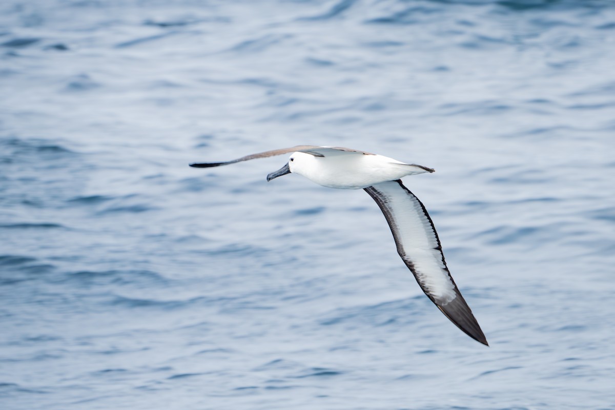 Indian Yellow-nosed Albatross - ML645561794
