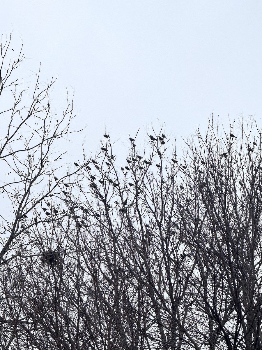 Étourneau sansonnet - ML645561795