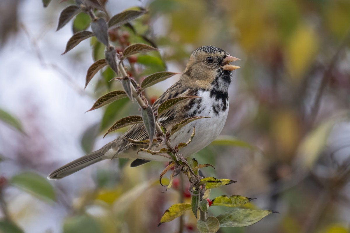 Harris's Sparrow - ML645561796