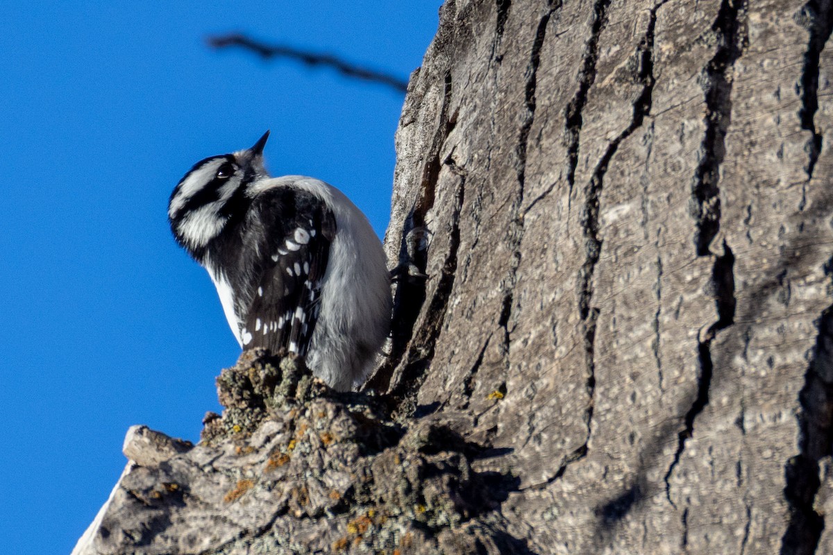 Downy Woodpecker - ML645561797